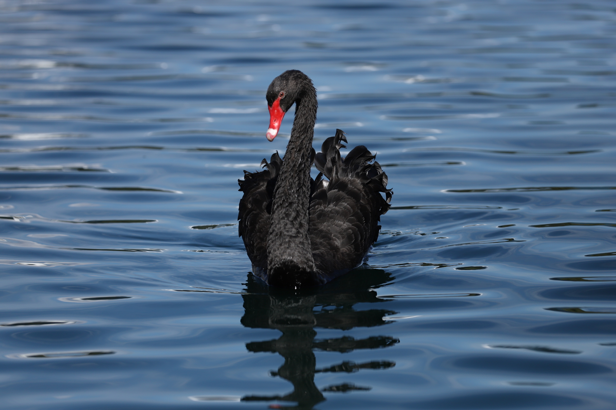 Australian Black Swan Best17.JPG