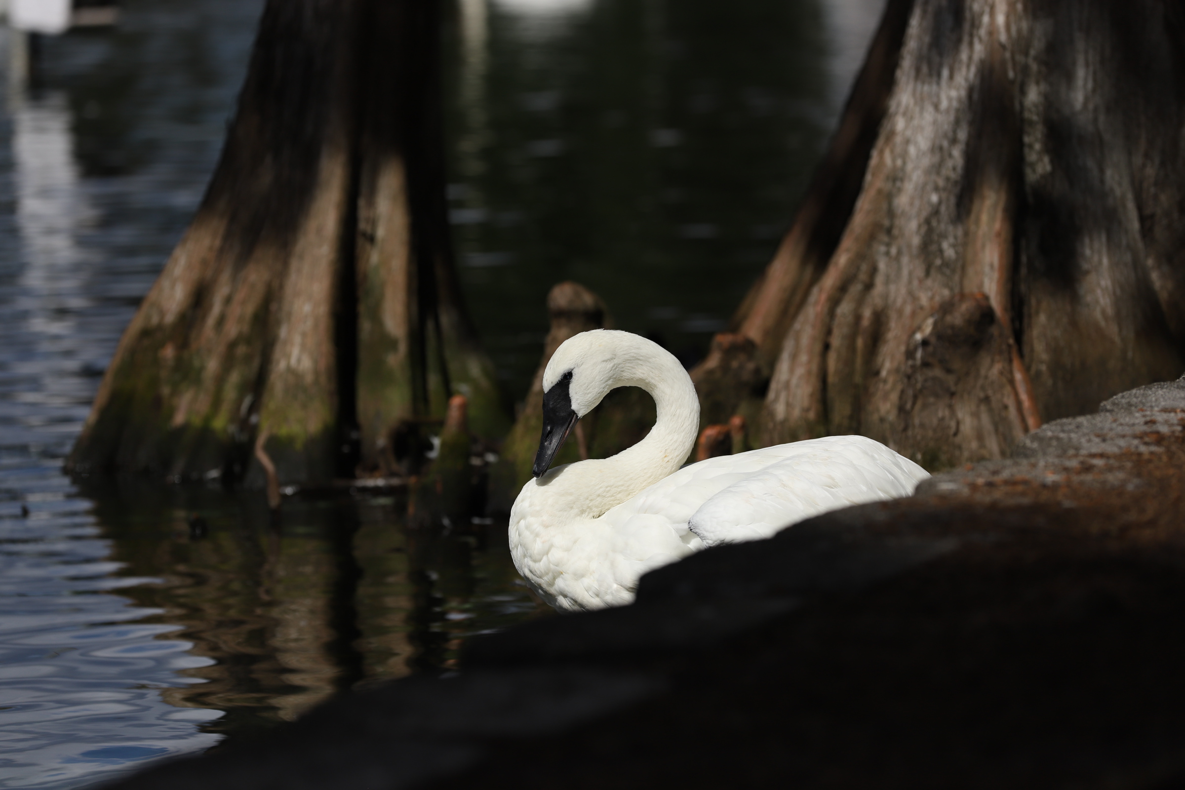 Trumpeter Swan Best4.JPG