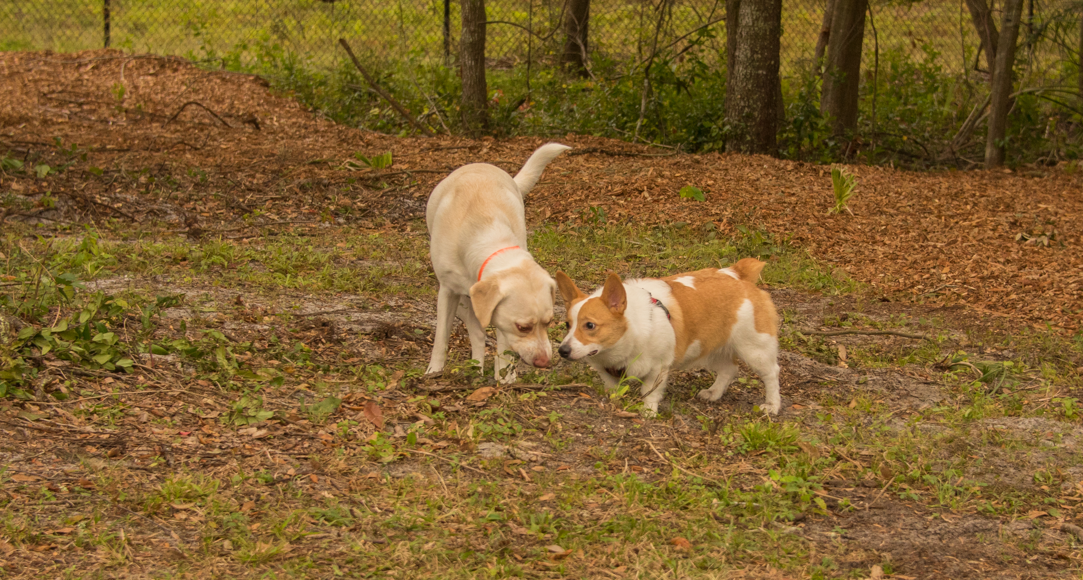 what can you do if your neighbors dog keeps pooping in your yard