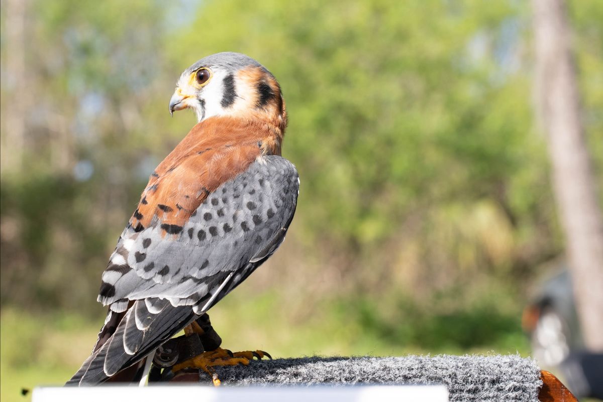 A small hawk glancing over its shoulder