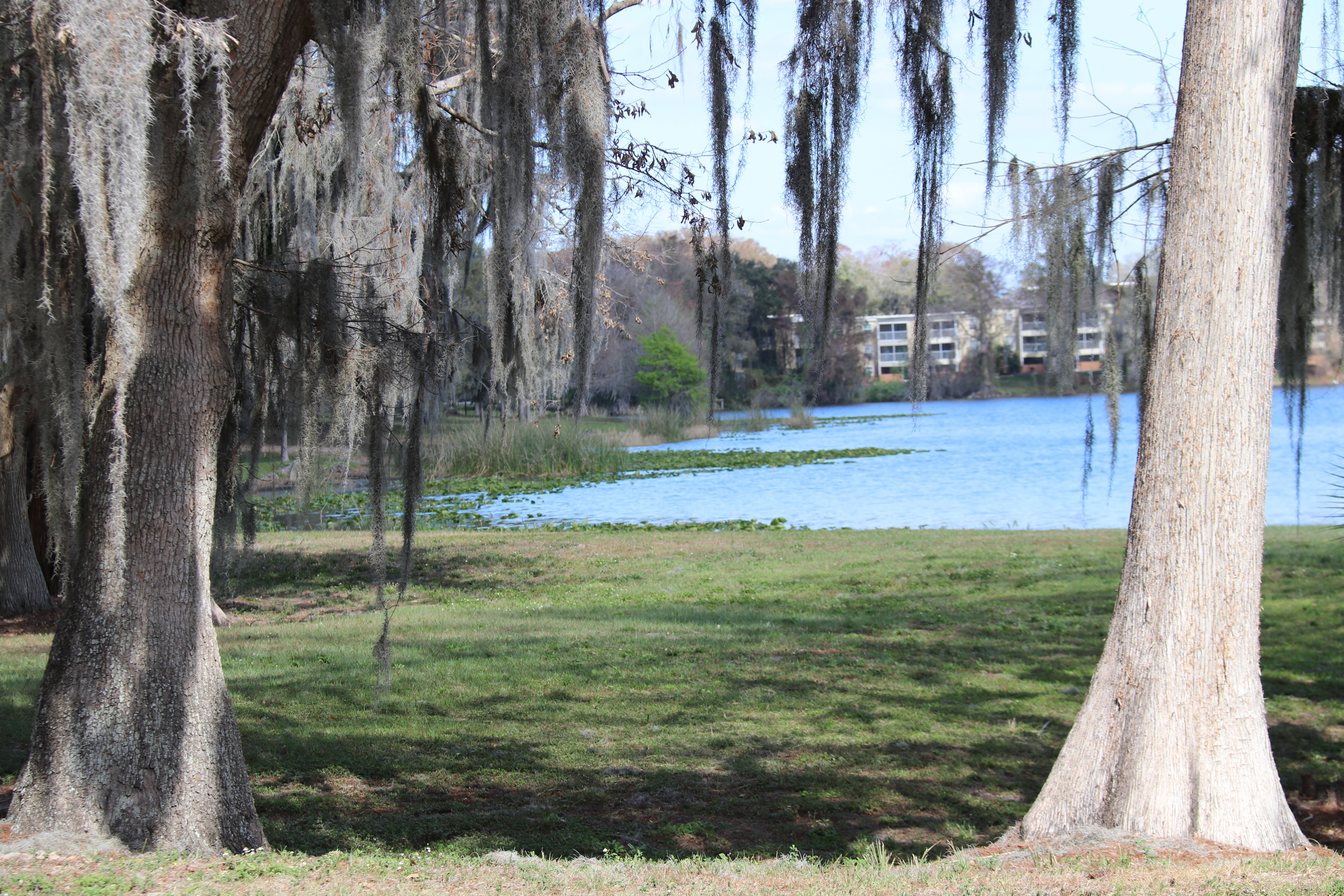 Trees by Lake Orlando