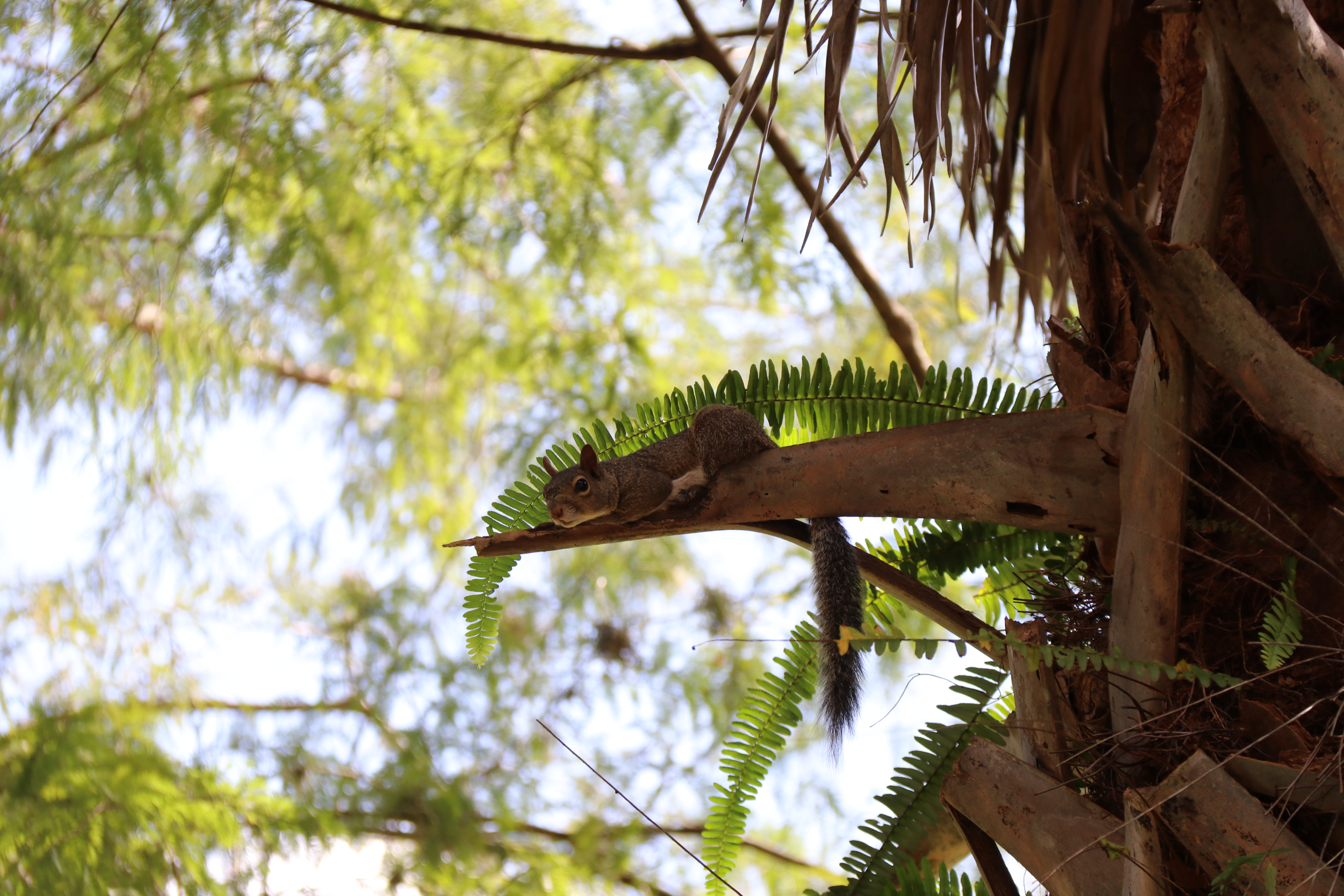 Squirrel in a tree