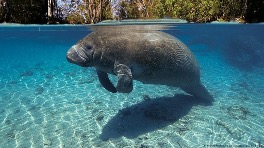 A manatee swimming