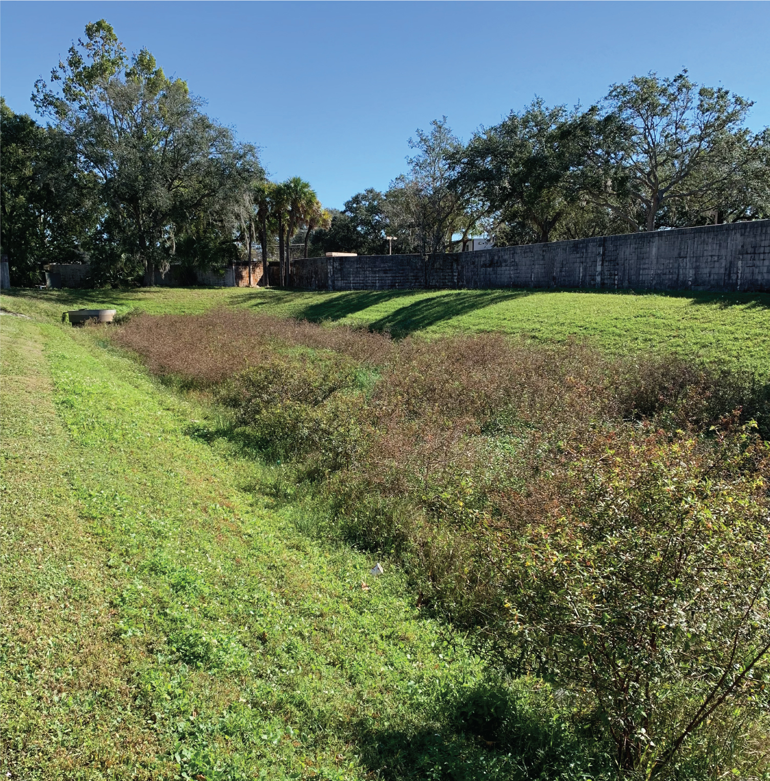 dry pond overgrown