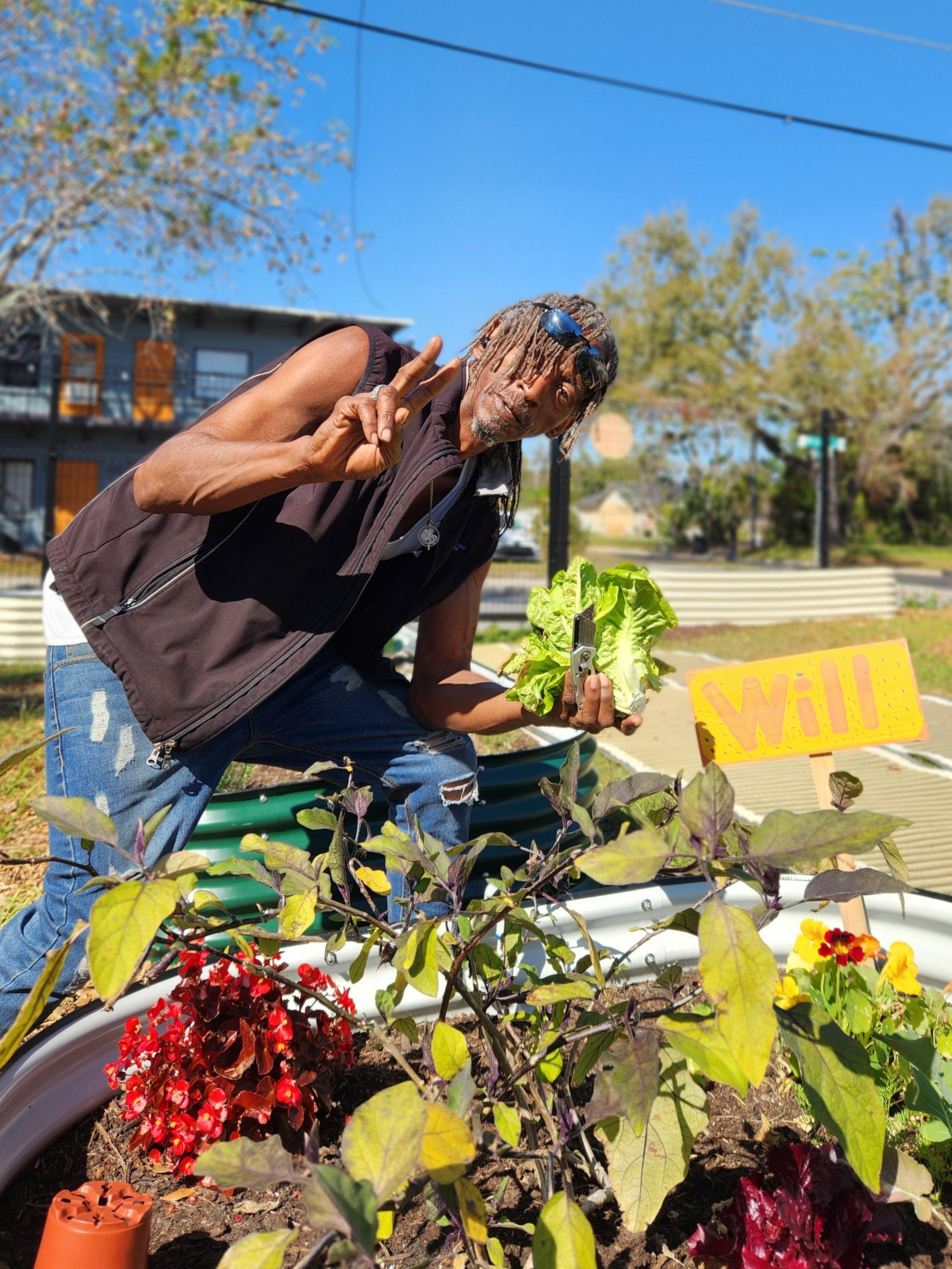 Man harvesting lettuce