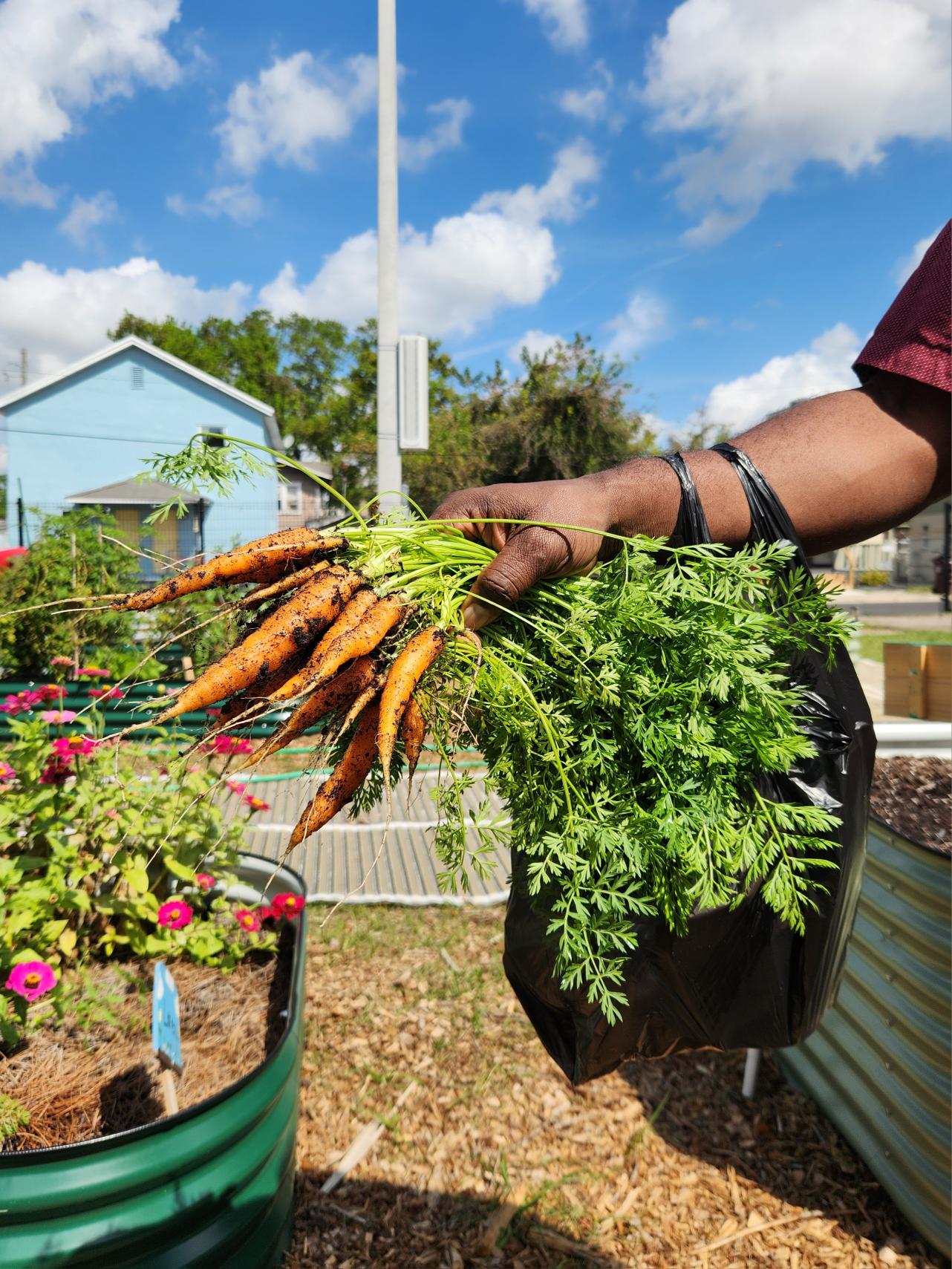 Carrot harvest