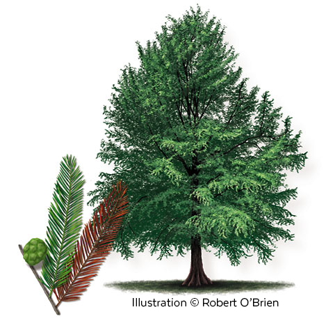 baldcypress_illustration.png