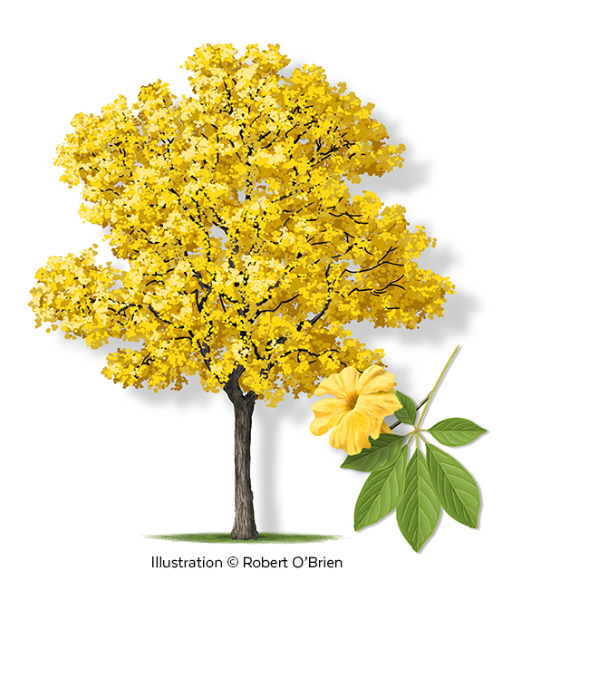 YellowTabebuia_illustration.png