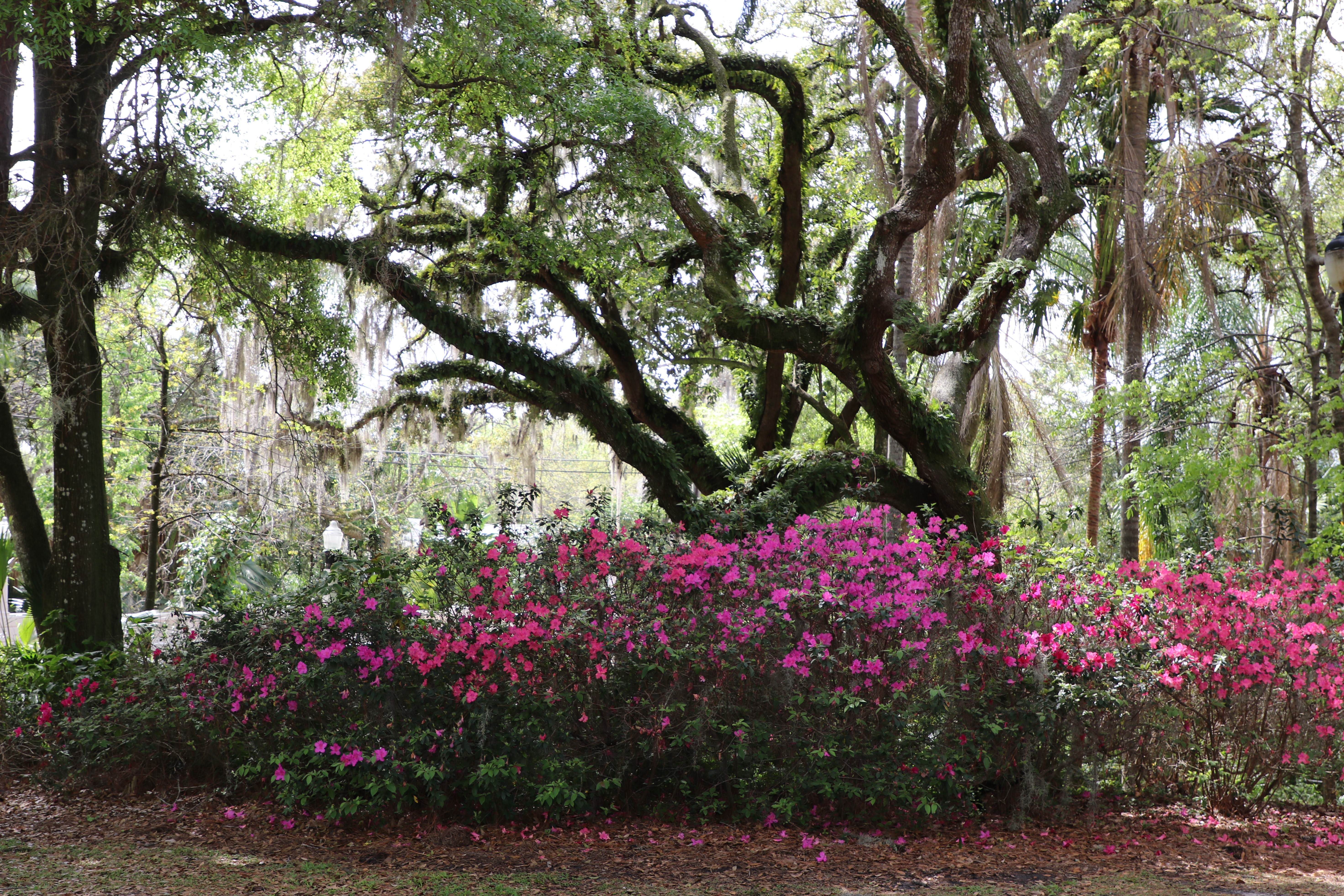 Dickson Azalea Park - City of Orlando