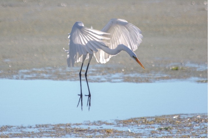 Great Egret landing on a wetland