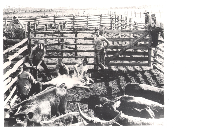 Cattle branding near Stanton Plant.