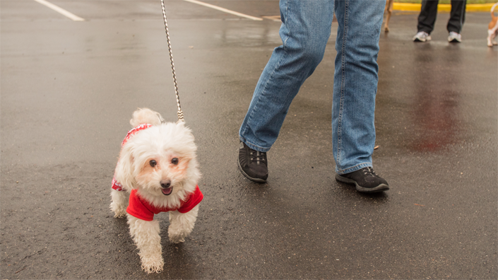 A resident walking their dog in the City of Orlando.