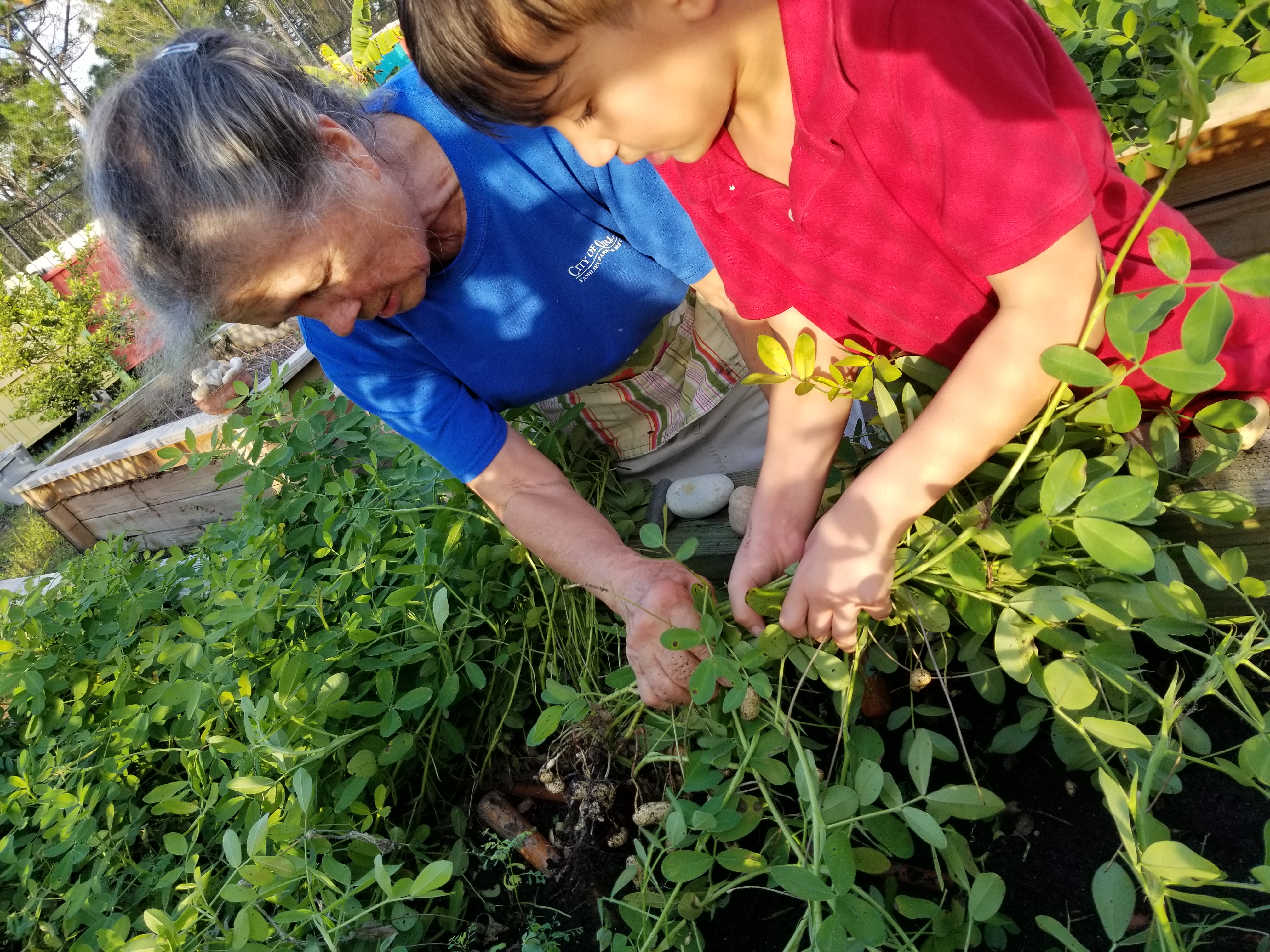 A student harvesting peanuts with his Garden and Nutrition instructor.