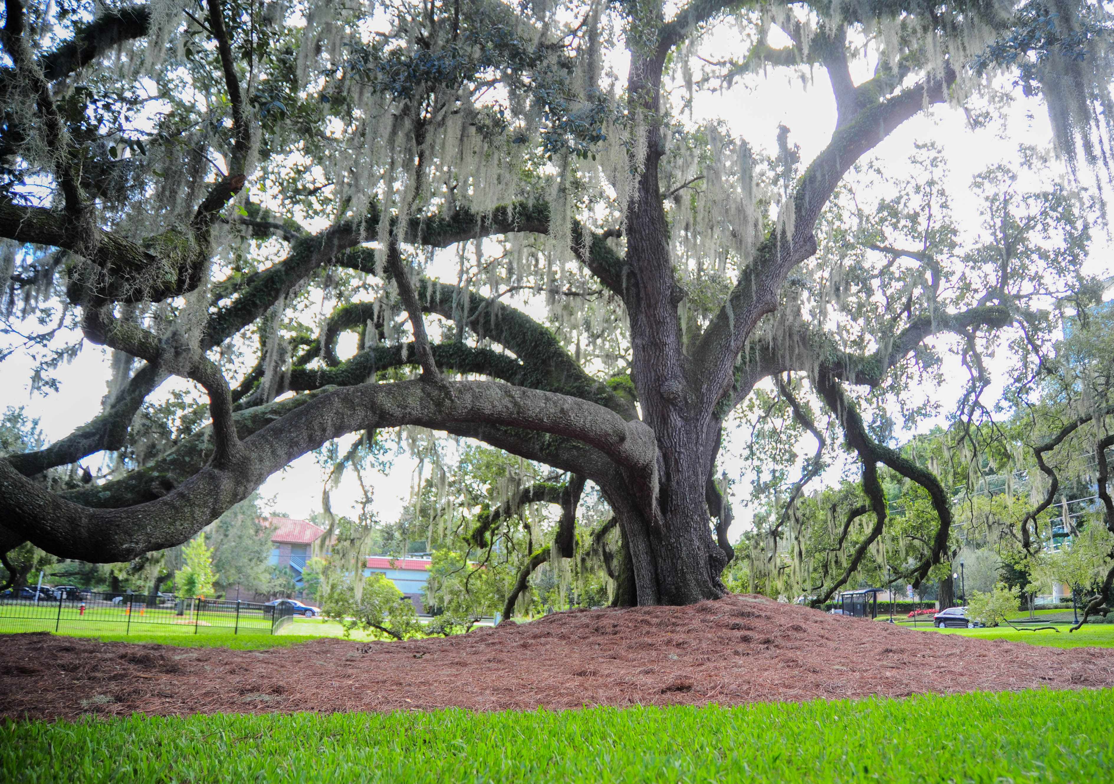 https://www.orlando.gov/files/sharedassets/public/v/2/park-images/other-parks/constitution-green-dog-park-30.jpg?w=1080